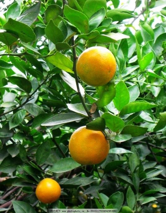 柑橘類種植技術1-12月（明日見柑橘種植技術）
