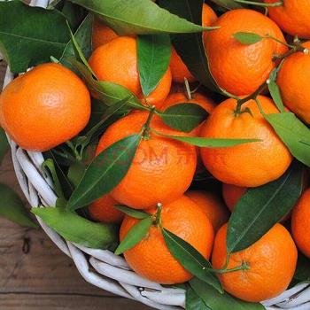 柑橘的養植和管理方法（種柑橘方法怎么管理）