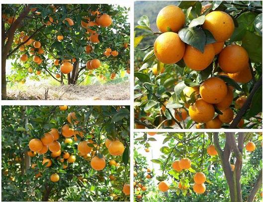 臍橙各個生長時期圖片(臍橙生長過程照片)
