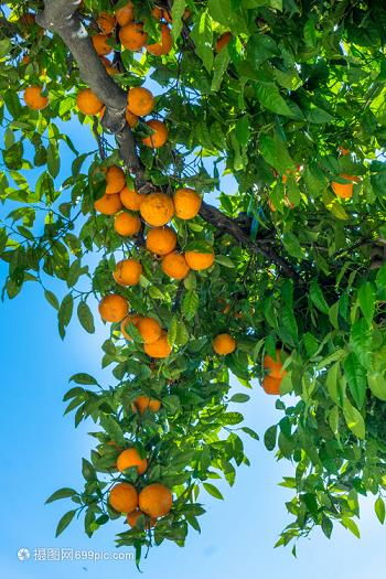 掌握最新柑橘苗圃管理，提高果園效益