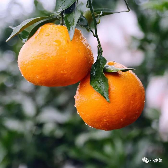 晚熟柑橘開春管理（晚熟柑橘大雅柑全年管理）
