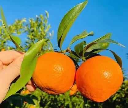 柑橘保鮮防腐管理