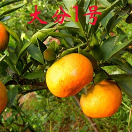 明日見柑橘多少錢一株_明日見柑橘的種植技術