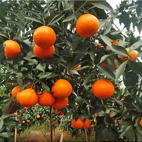 甘平柑橘什么時候成熟采摘好_甘平柑橘優點與缺點