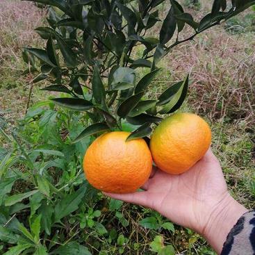 柑橘新品種究竟該如何抉擇？