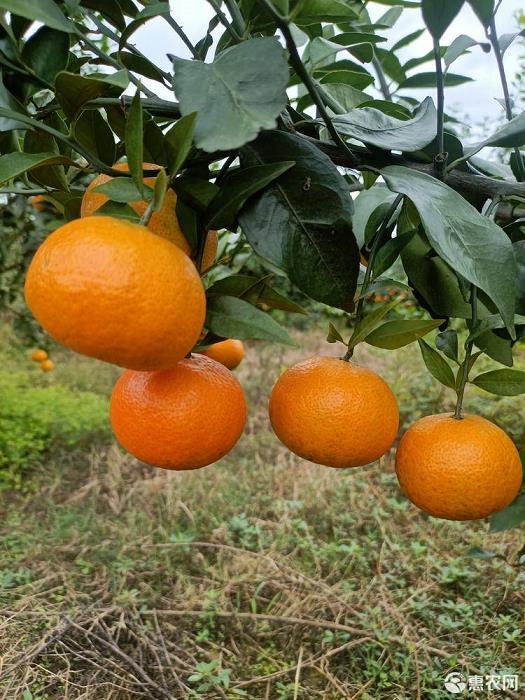 柑橘疏花技術要點
