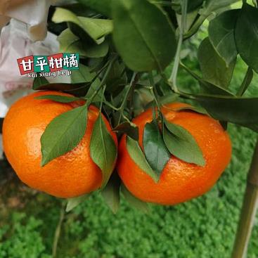 新鮮出爐：探索四川頂級柑橘苗圃基地地址