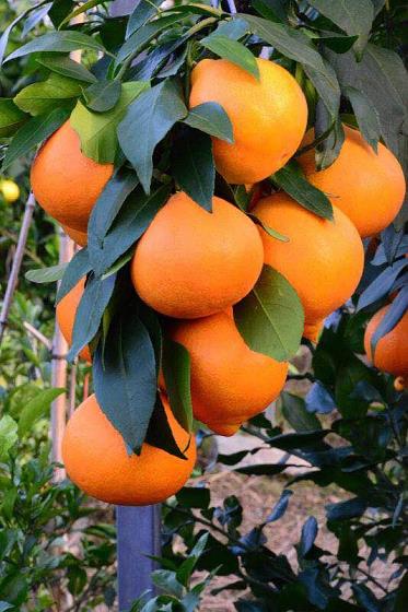 柑橘的維護管理