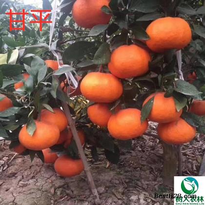 種出無公害綠色食品，大棚柑橘如何科學養殖？