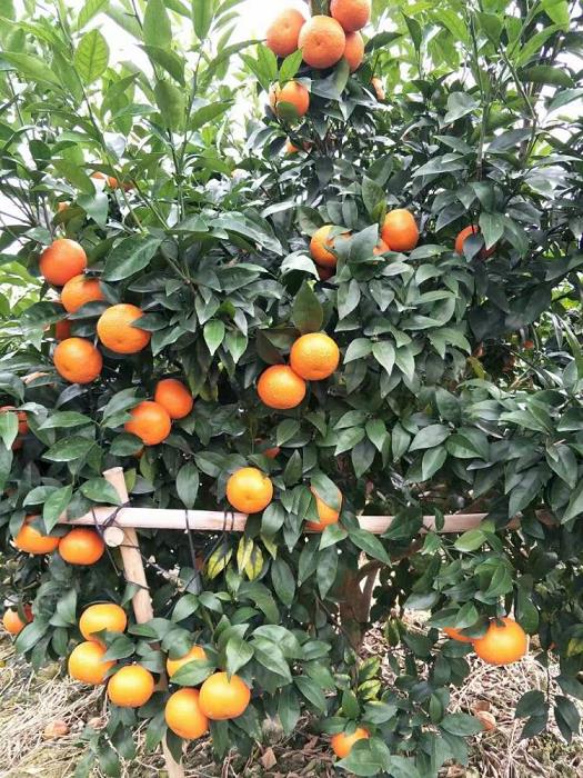 新品種柑橘質優價美，滿足您的味蕾需求！
