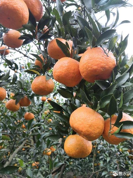 一覽早熟柑橘新品種：價格與圖片齊看！