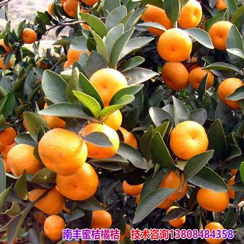 愛媛68號究竟長啥樣？愛媛哪個品種最好