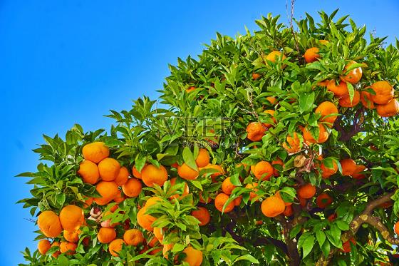 這個季節是最適合栽種柑橘苗的時候！