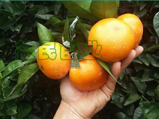 丙溴磷對柑橘幼果藥害（5月是柑橘生長最敏感時期）