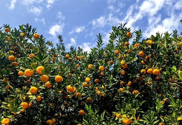 重磅！柑橘新品種排行榜前十名震撼發布