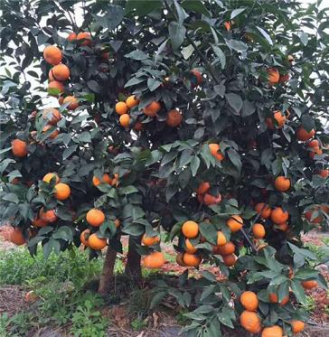 稀世柑橘苗如何正確施肥？