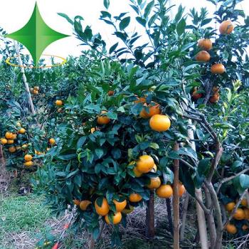 柑橘苗育苗管理