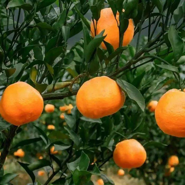 鮮艷柑橘色、清晰如新：揭秘柑橘苗種植基地高清圖片！