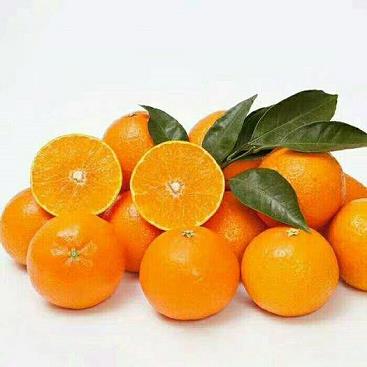 這些好看又實用的柑橘苗木品種一定要收藏起來！