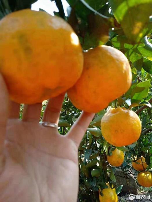想擁有獨一無二的果園嗎？來了解這些柑橘苗品種吧！