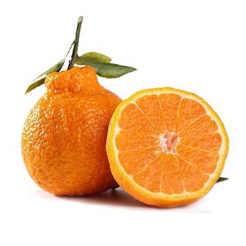 綠柑橘栽培技術