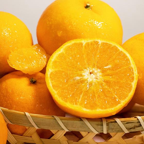 想擁有獨一無二的果園嗎？來了解這些柑橘苗品種吧！