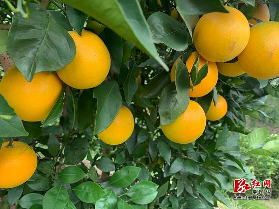 柑橘防鳥技術