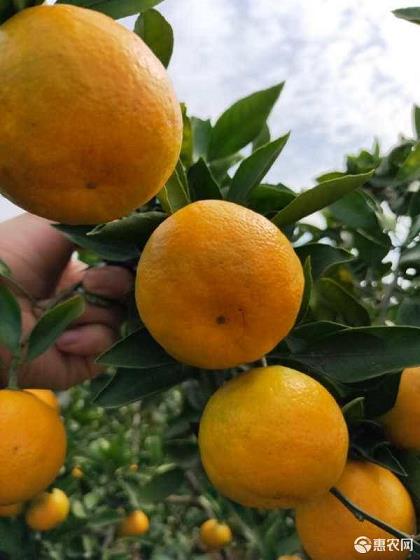 柑橘怎么管理皮才會?。ǜ涕僭趺垂芾聿庞泻芏喙?></p><p>以上就是關于柑橘怎么管理才有很多果的一些方法和技巧。只要按照這些方法進行管理，相信柑橘一定會長勢喜人，結果累累。</p><h3>柑橘怎么管理不出大小年</h3><p>柑橘是我國特產，是上水果之一。柑橘的產量和品質，都與柑橘的管理方法密切相關。如何管理柑橘才能不出大小年呢？下面介紹幾點：</p><ol><li><h3>科學種植</h3><p>柑橘的管理應從科學種植開始。在選用土地時，要選擇土層深厚、排水良好、肥力較高的土壤。在種植時，應注意整地、施肥、開溝、埋管等細節。同時，還要善于利用自然條件，如坡地可以種植疊層式柑園等。</p></li><li><h3>合理修剪</h3><p>柑橘樹的修剪是管理中非常重要的環節。通過合理地修剪可以控制樹冠生長，使其分布均勻。同時，還可以促進花芽分化，增加花芽數，并控制營養留長，不讓營養過多地用于樹冠的生長而影響果實的發育。</p></li><li><h3>科學施肥</h3><p>柑橘的施肥也是重要的管理環節。施肥應合理，根據生長時期和果樹的需求，在不同時期施用不同種類的肥料。同時，還應注意施肥量的控制，嚴格按照肥料配方的要求施肥。另外，還需要注意肥料的種類，應選擇適合柑橘生長的肥料。</p></li></ol><p>以上幾點是柑橘管理不出大小年的關鍵所在。只有科學地管理柑橘，才能獲得穩定的高產和高品質的柑橘果實。</p><h3>柑橘怎么管理才不酸</h3><p>柑橘是我們常見的水果之一，但是經常會出現柑橘酸的情況，影響了口感和食用體驗。下面介紹一下柑橘怎么管理，才能讓它不酸。</p><h4>1. 水分管理</h4><p>柑橘需要適量的水分，但是過多或過少的水分都會導致柑橘酸。在正常天氣下，每周澆水一至兩次即可。如果是干燥的季節，要注意增加澆水頻率。</p><p style=