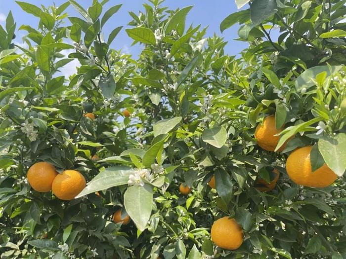 柑橘病蟲害防治技術講解視頻（柑橘病蟲害防治與用藥）