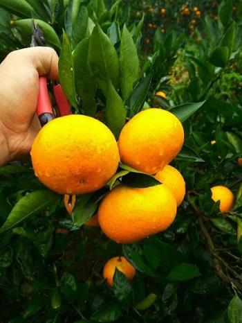鮮艷柑橘色、清晰如新：揭秘柑橘苗種植基地高清圖片！