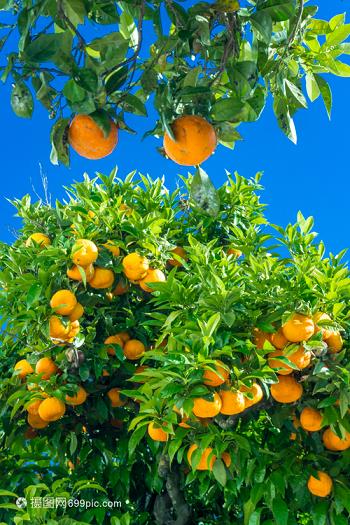 種柑橘必備：苗期施肥技巧