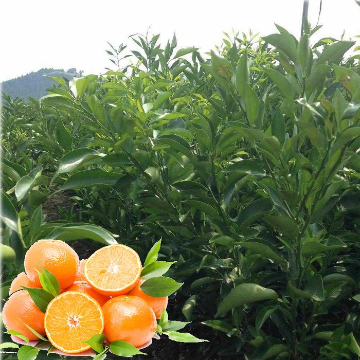 柑橘整枝后管理
