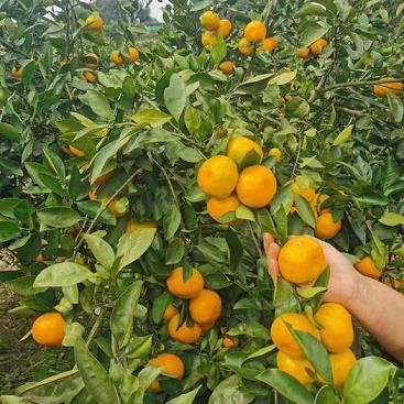 種出無公害綠色食品，大棚柑橘如何科學養殖？