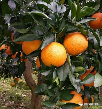 檸夏柑品種簡介——檸夏柑適合哪些地方種植？