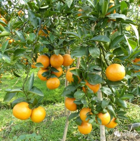 資深農民分享柑橘種植方案范文