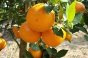 耙耙柑柑橘树种植技术_10亩耙耙柑产量多少斤