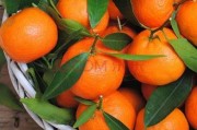 爱媛43号柑橘和甘平_柑子有多少种