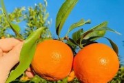 夏雅柑柑橘品种介绍：特性优势与高效栽培技术全解析