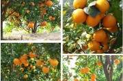 春见耙耙柑和不知火有啥区别_耙耙柑公母区别