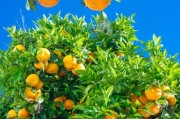 培养一个柑橘新品种的步骤_柚子和橘子杂交技术
