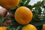全球瞩目最新最贵柑橘新品种天价登场，颠覆水果市场味觉新标杆